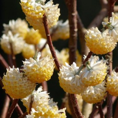 edgeworthia_chrysantha_3_jj_lg_0-main-500x500 — копия